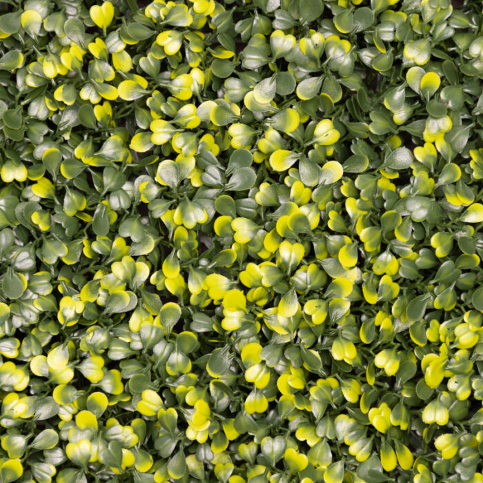 Yellow Boxwood - Image 2